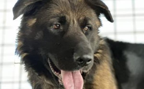 Ares sucht erfahrenes Zuhause