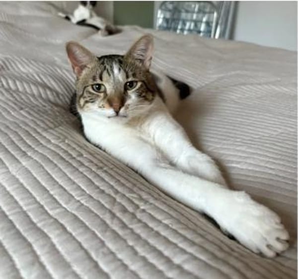 Piaget (mit Lilú)-ein süßer Kuschelkater