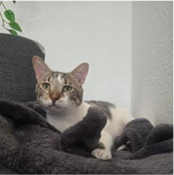 Piaget (mit Lilú)-ein süßer Kuschelkater