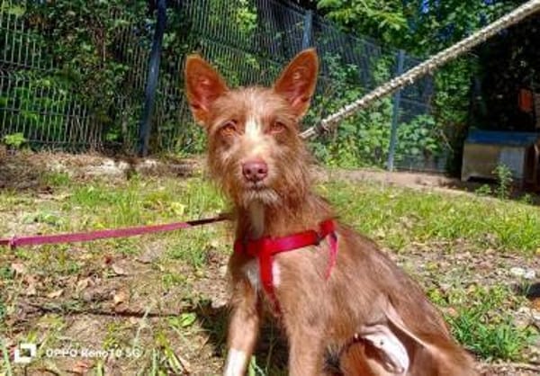 HANNI ❤ zarte Podenga sucht ihr Zuhause