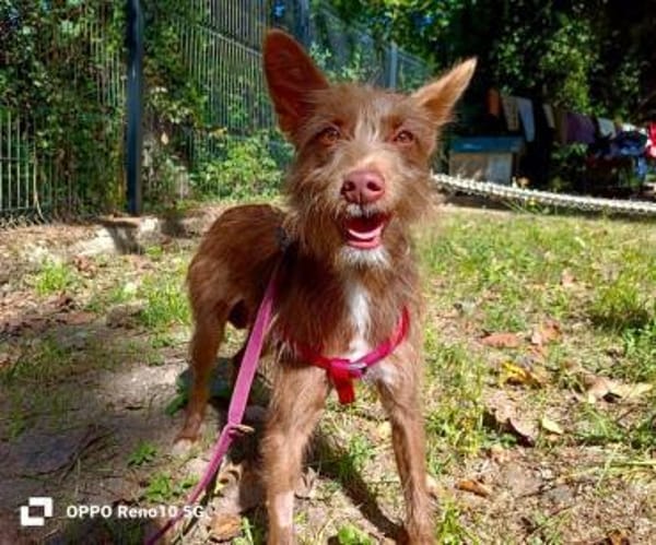 HANNI ❤ zarte Podenga sucht ihr Zuhause