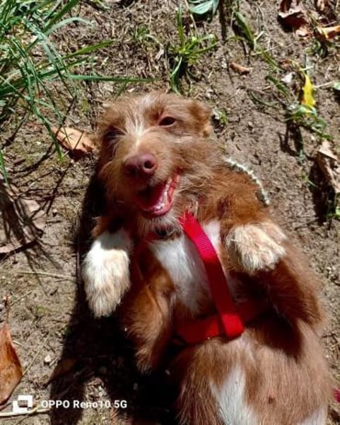 HANNI ❤ zarte Podenga sucht ihr Zuhause