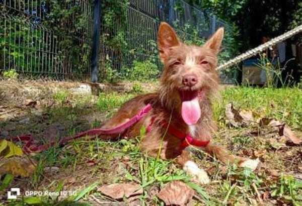 HANNI ❤ zarte Podenga sucht ihr Zuhause