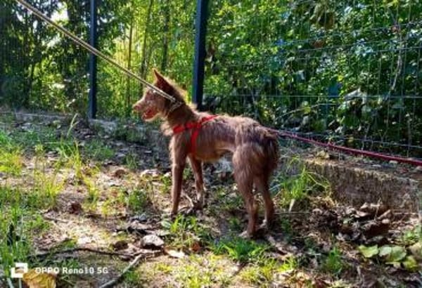 HANNI ❤ zarte Podenga sucht ihr Zuhause