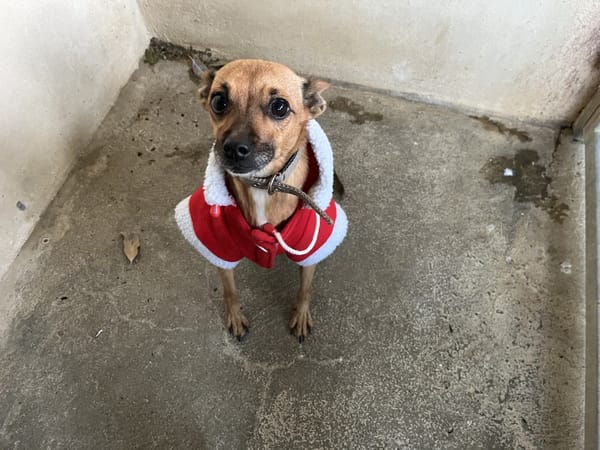 CHOUMI (En cours d'adoption)