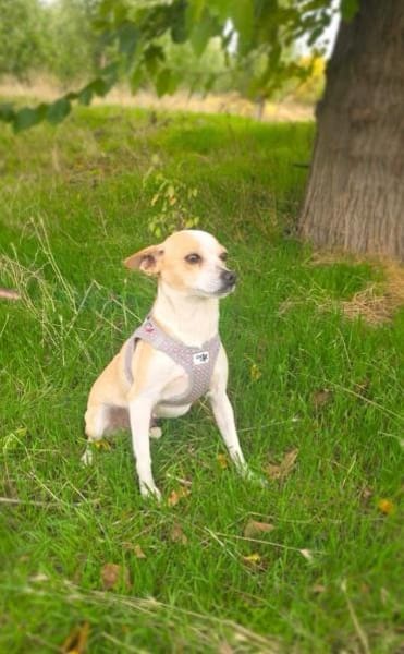 Roschka eine verschmuste kleine Hündin