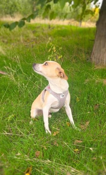 Roschka eine verschmuste kleine Hündin