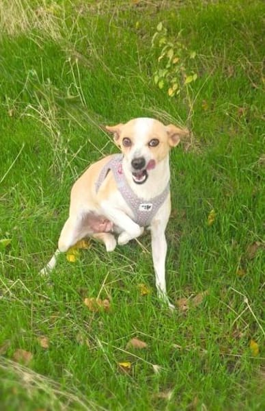 Roschka eine verschmuste kleine Hündin