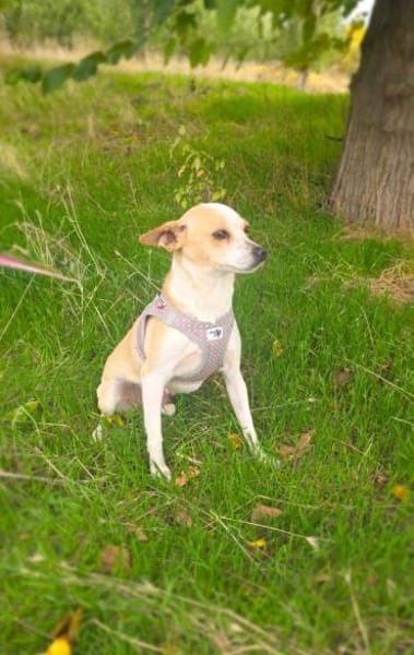 Roschka eine verschmuste kleine Hündin