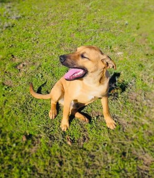 Merlin ein kinderlieber Rüde