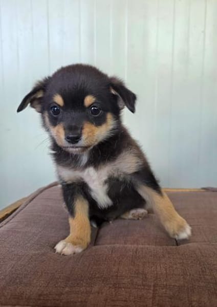Clyde sucht ein Körbchen