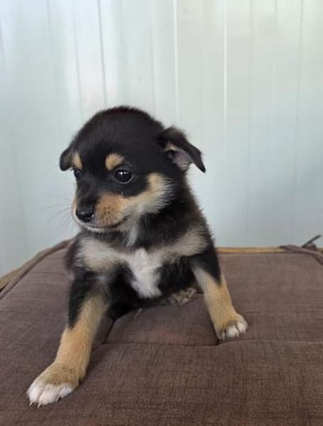 Clyde sucht ein Körbchen