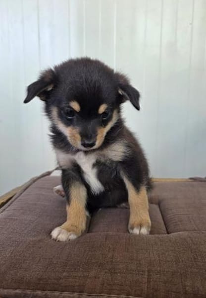 Clyde sucht ein Körbchen