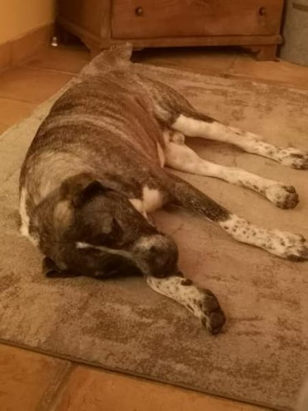 Yonah - alias Heimdall - jeder cm Liebe