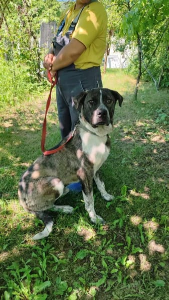 Yonah - alias Heimdall - jeder cm Liebe