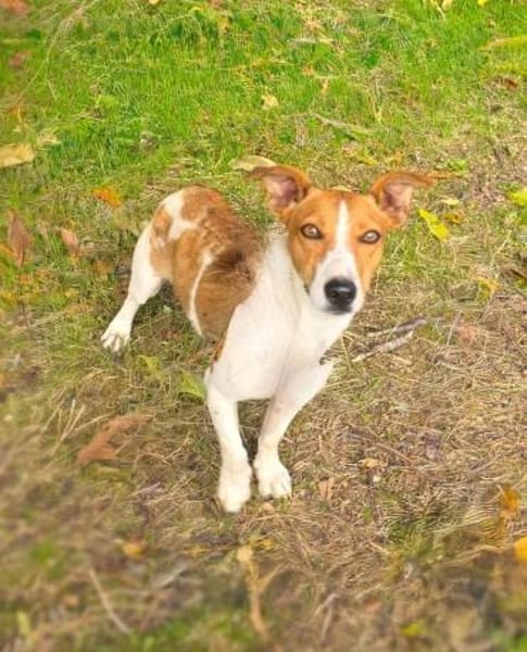 Jacko ein lieber Jack Russel