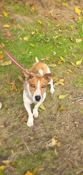 Jacko ein lieber Jack Russel