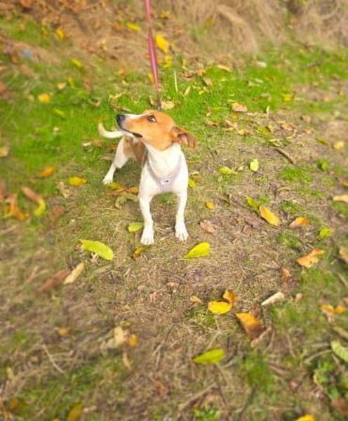 Jacko ein lieber Jack Russel