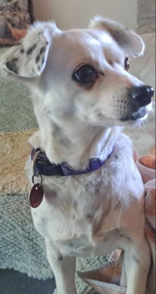 SIMEYA - Goldschatz auf 4 Pfoten 🐾