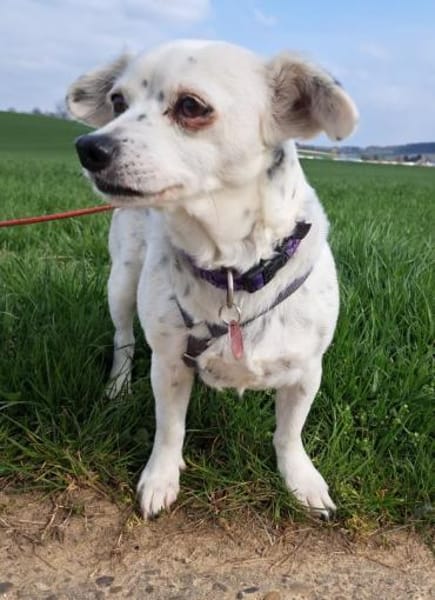 SIMEYA - Goldschatz auf 4 Pfoten 🐾