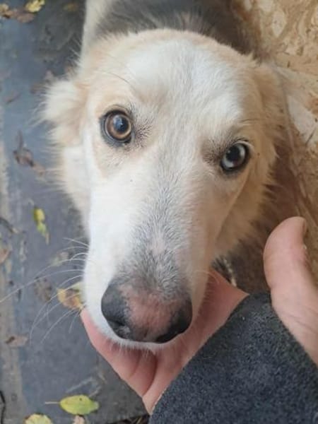 Ronja suche Menschen mit Herz