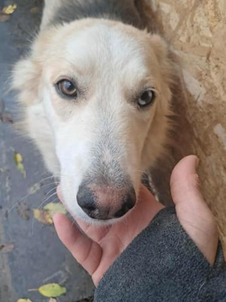 Ronja suche Menschen mit Herz