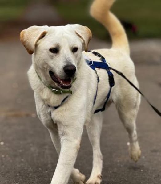 Brico sucht sein Zuhause