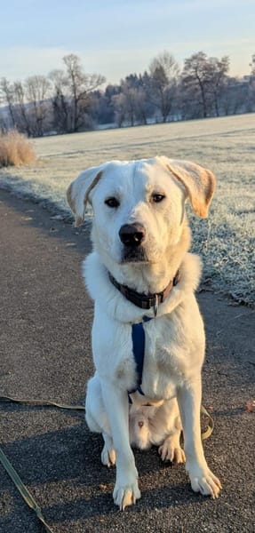 Brico sucht sein Zuhause