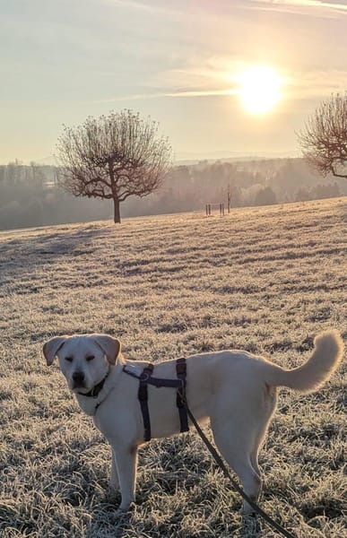 Brico sucht sein Zuhause