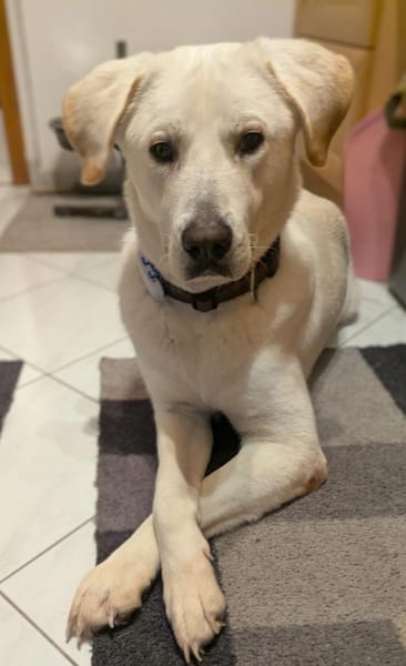 Brico sucht sein Zuhause