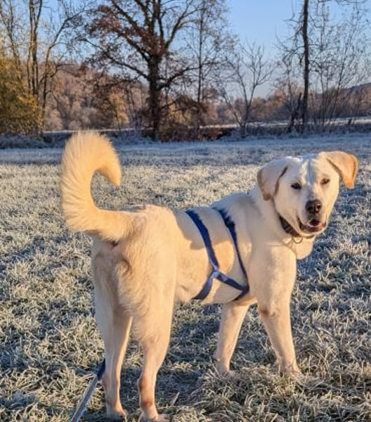 Brico sucht sein Zuhause