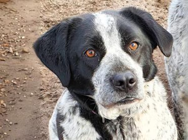 MILLA - aus dem Canile gerettet