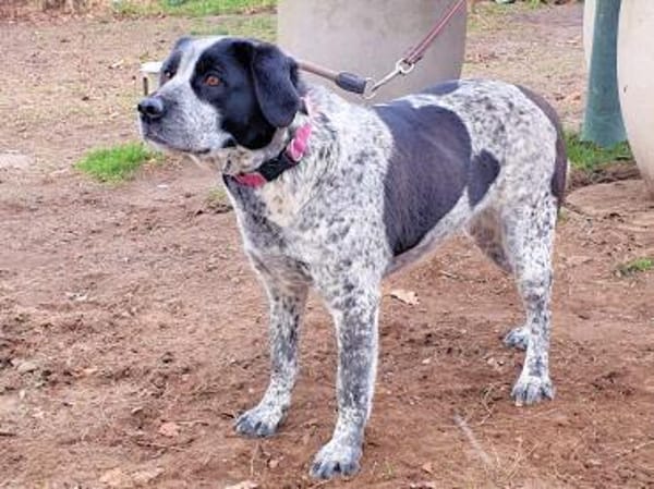 MILLA - aus dem Canile gerettet