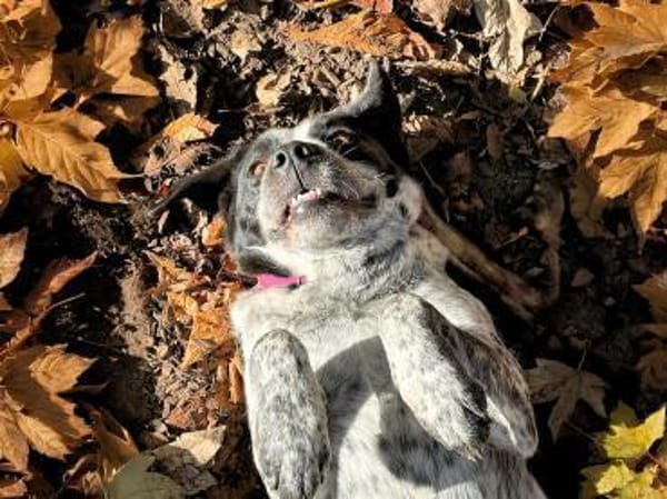 MILLA - aus dem Canile gerettet