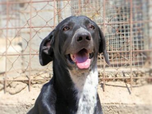 HOUSTON - er hat KEIN Problem!