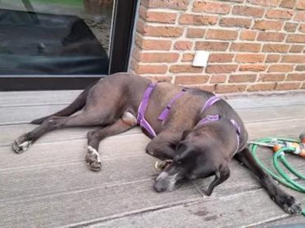 HOUSTON - er hat KEIN Problem!