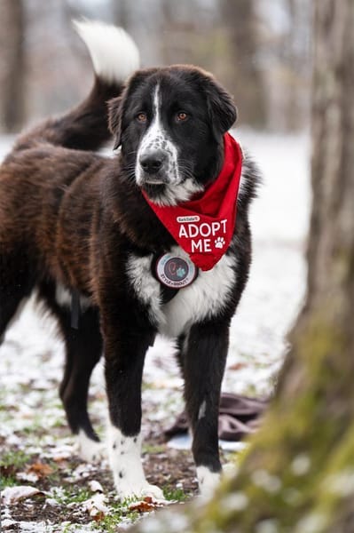 Zuhause gesucht für Shadow