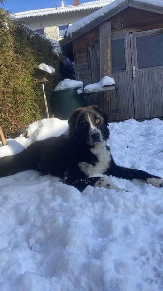 Zuhause gesucht für Shadow