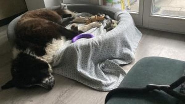 Zuhause gesucht für Shadow