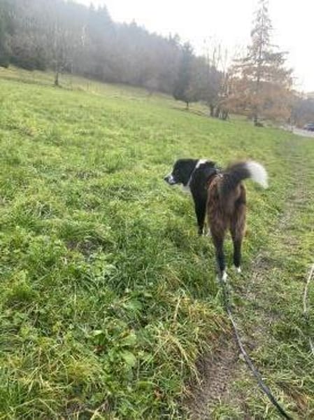 Zuhause gesucht für Shadow