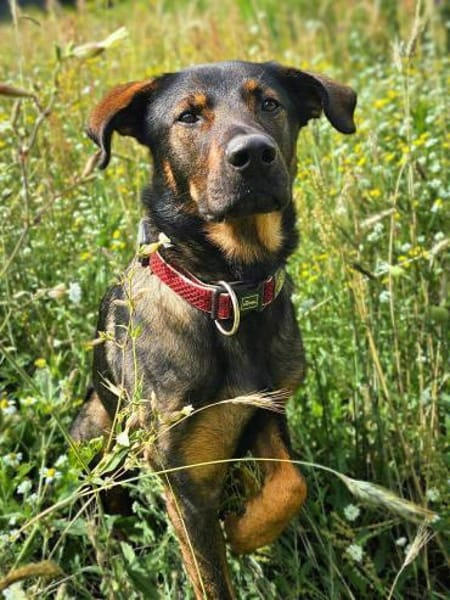 Loki - ein potentieller Sportler