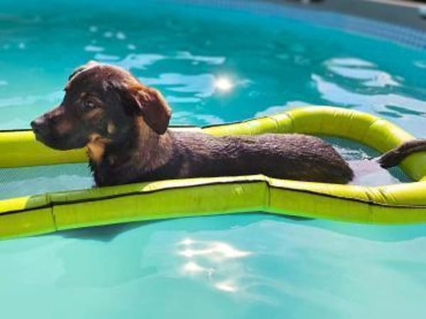 Loki - ein potentieller Sportler