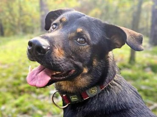 Loki - ein potentieller Sportler