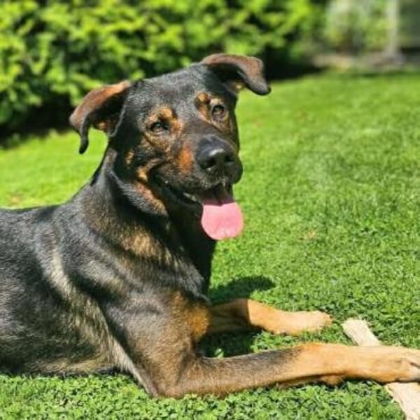 Loki - ein potentieller Sportler