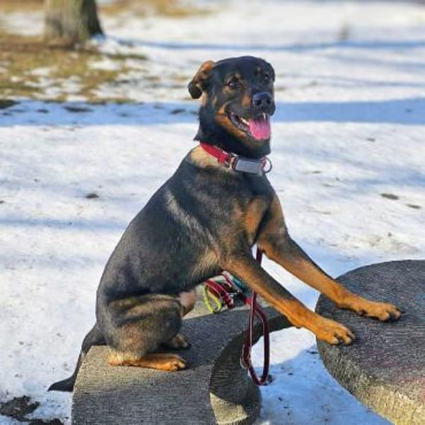 Loki - ein potentieller Sportler