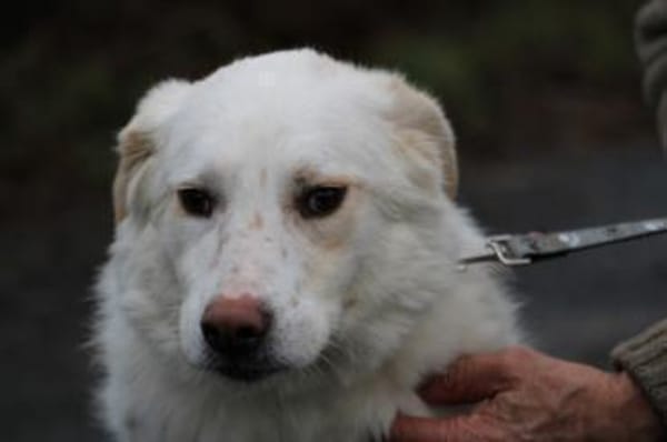 Manja - sensibel u. freundlich