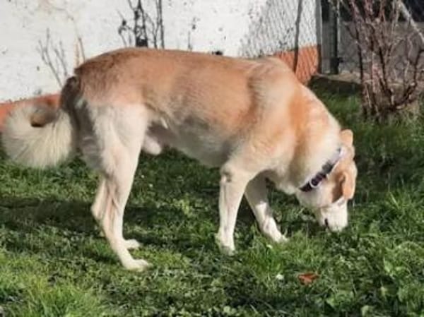 TOBIA jun. - auf PS in Rheinland-Pfalz