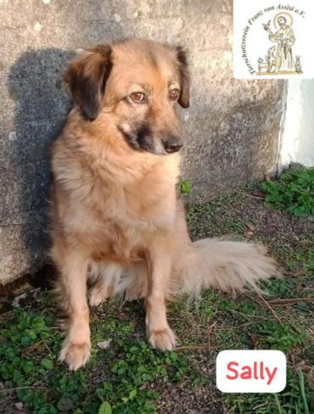 Sally - die scheue Schönheit