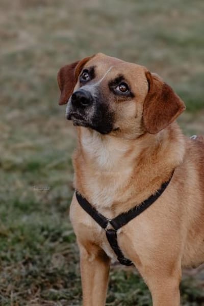 Vili-LM, intelligenter Bursche