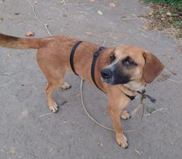 Vili-LM, intelligenter Bursche